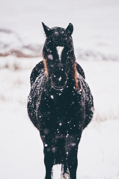 黑马白天站在雪地上的浅焦摄影